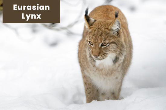 eurasian-lynx-cat