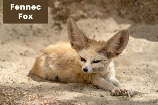 fennec-fox-desert-animal