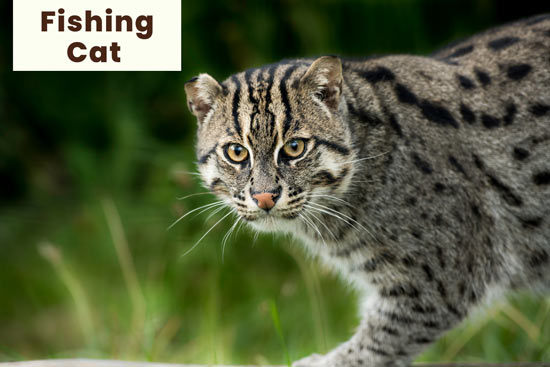 24 Different Types of Wild Cats