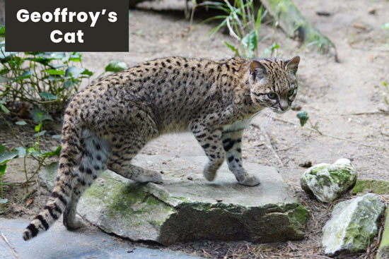 geoffroy-cat