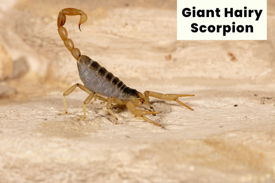 giant-hairy-scorpion-in-the-desert