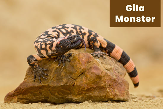 gila-monster-in-the-desert