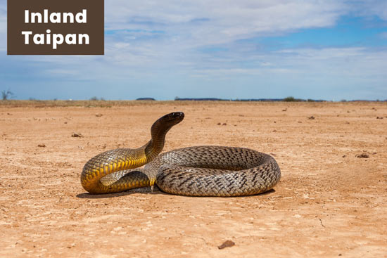 inland-taipan-in-the-desert