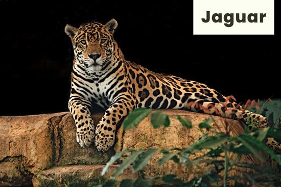 jaguar-wild-cat
