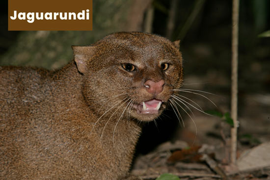 jaguarundi-cat