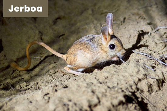 jerboa-desert-animal