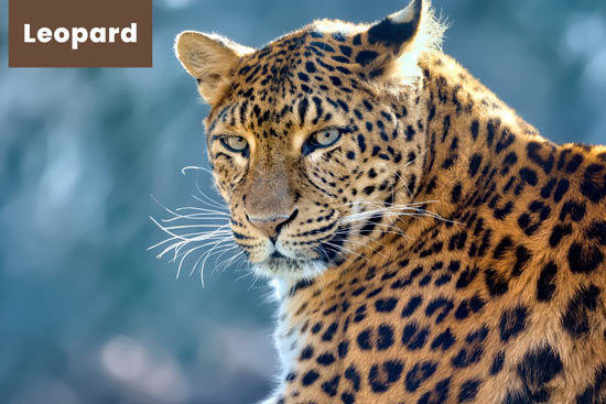 leopard-wild-cat