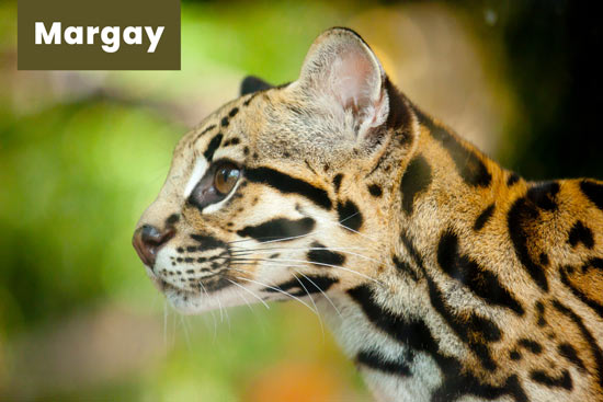 margay-cat