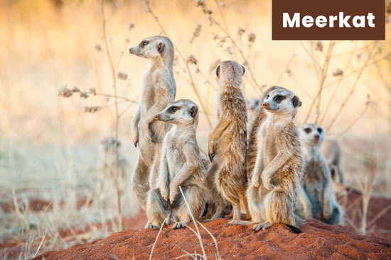 meerkat-desert-animal