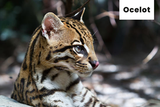 ocelot-cat