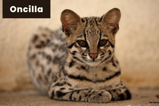 oncilla-cat