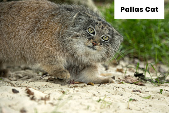 pallas-wild-cat