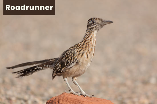 roadrunner-in-the-desert