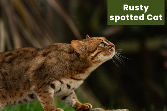 rusty-spotted-cat