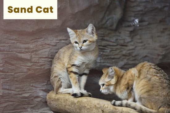 sand-cat-desert-animal