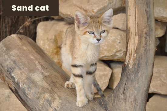 sand-cat