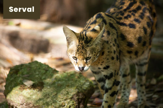 serval-cat