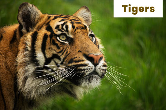 tiger-big-wild-cat
