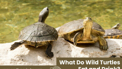 what-do-wild-turtles-eat