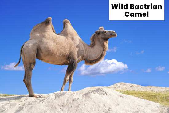 wild-bactrian-camel