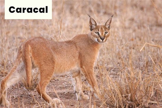 wild-cat-caracal