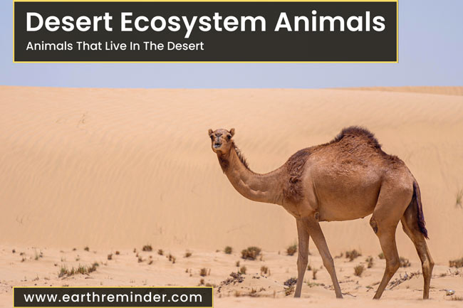 Desert Ecosystem Animals | 23 Animals That Live in The Desert