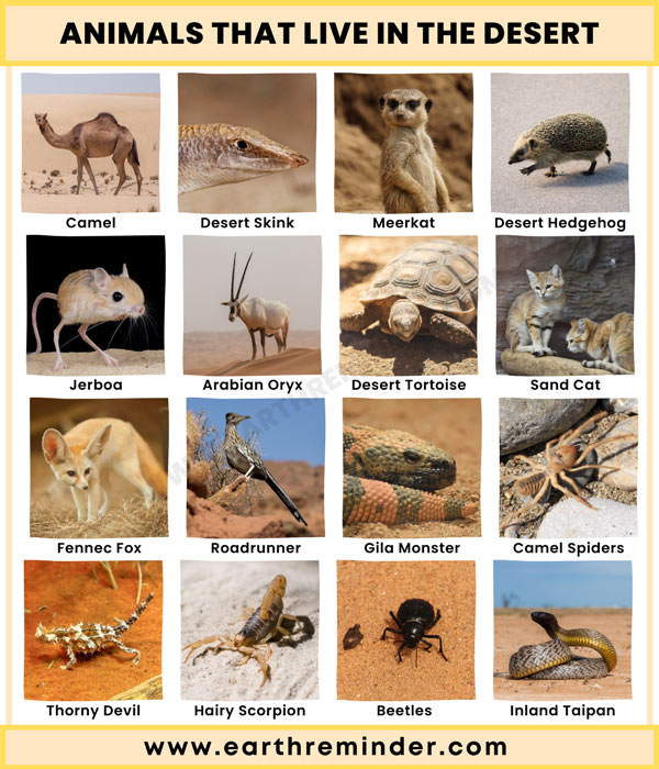 animals-that-live-in-the-desert