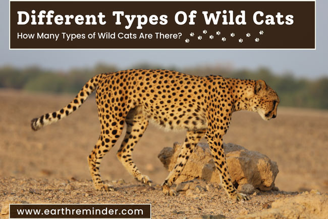 different-types-of-wild-cats