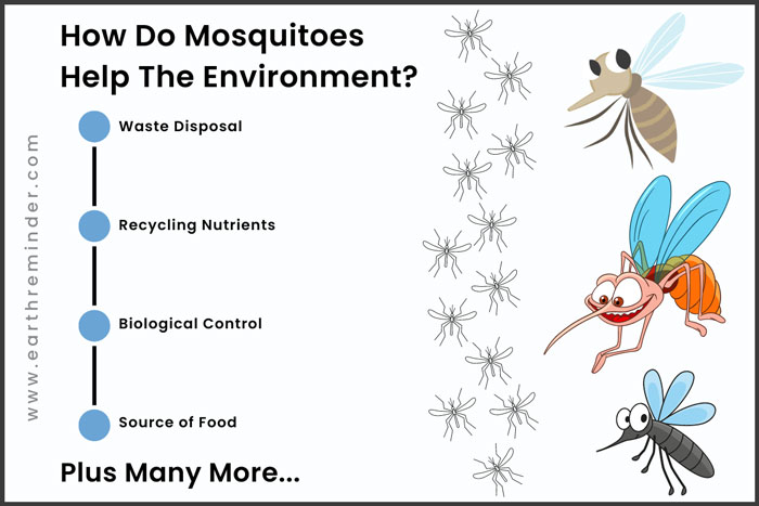 how-do-mosquitoes-help-the-environment