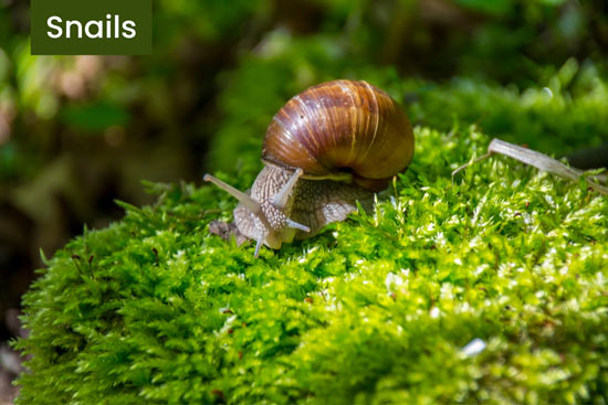 turtles-in-the-wild-eat-snails