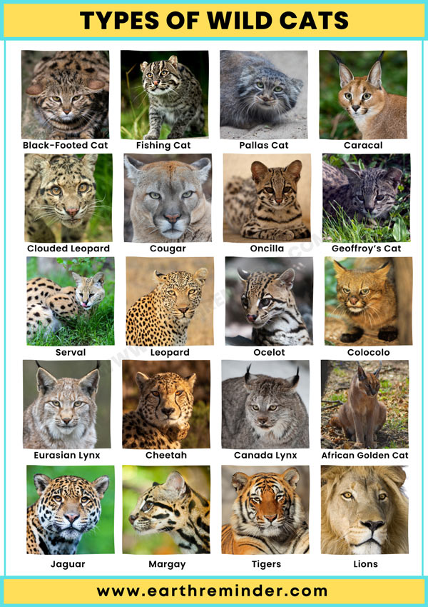 species of big cats