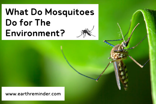 what-do-mosquitoes-do-for-the-environment