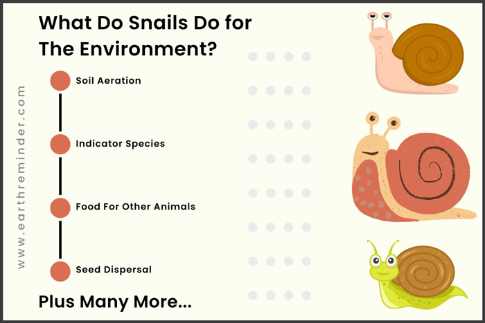 what-do-snails-do-for-the-environment-chart