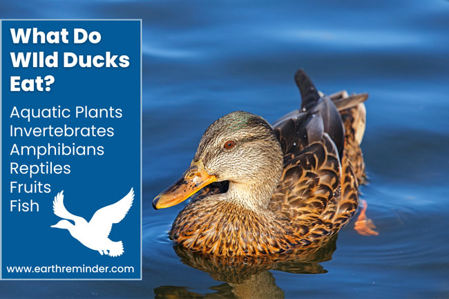 What Do Wild Ducks Eat and Drink? | Earth Reminder