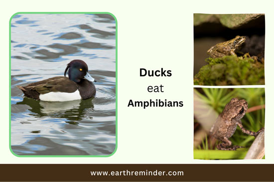 wild-ducks-eat-amphibians