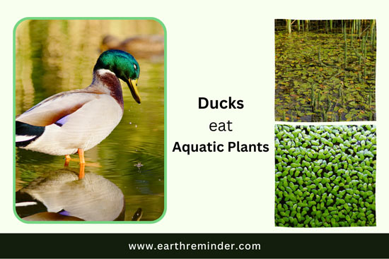 wild-ducks-eat-aquatic-plants