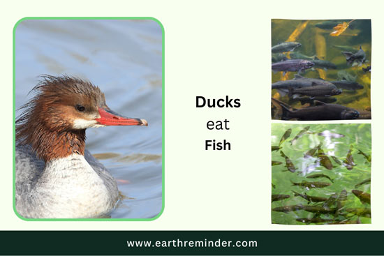 wild-ducks-eat-fish