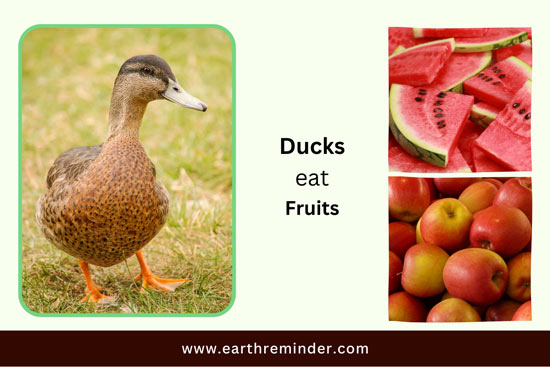 wild-ducks-eat-fruits