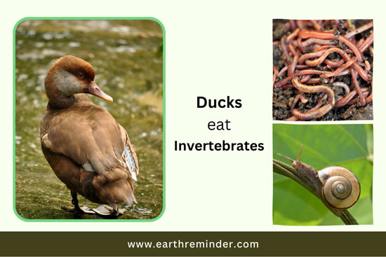 wild-ducks-eat-invertebrates