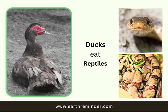 wild-ducks-eat-reptiles