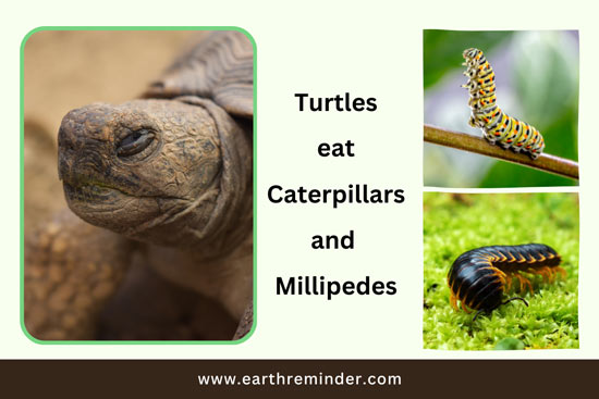 wild-turtles-eat-caterpillars-and-millipedes