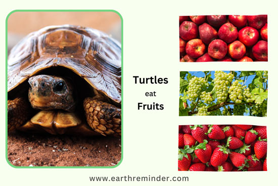 wild-turtles-eat-fruits