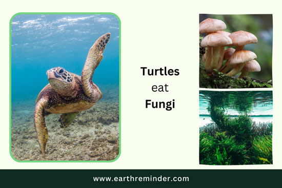 wild-turtles-eat-fungi