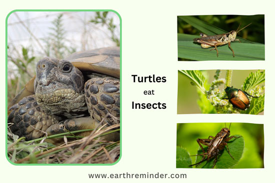 wild-turtles-eat-insects