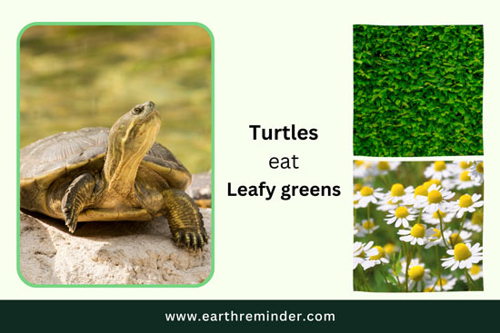 wild-turtles-eat-leafy-greens