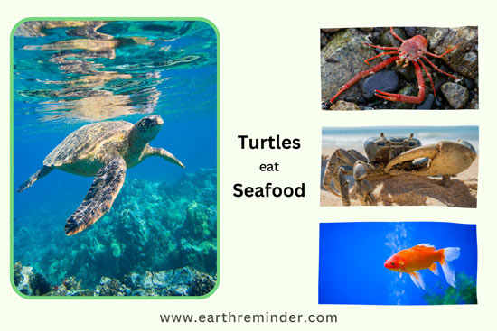 wild-turtles-eat-seafood