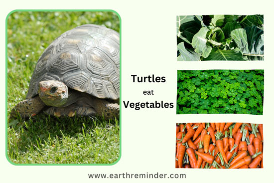 wild-turtles-eat-vegetables