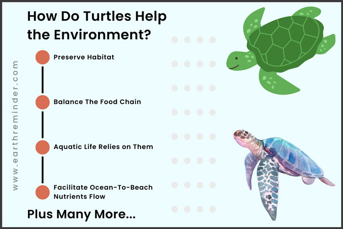 how-do-turtles-help-the-environment
