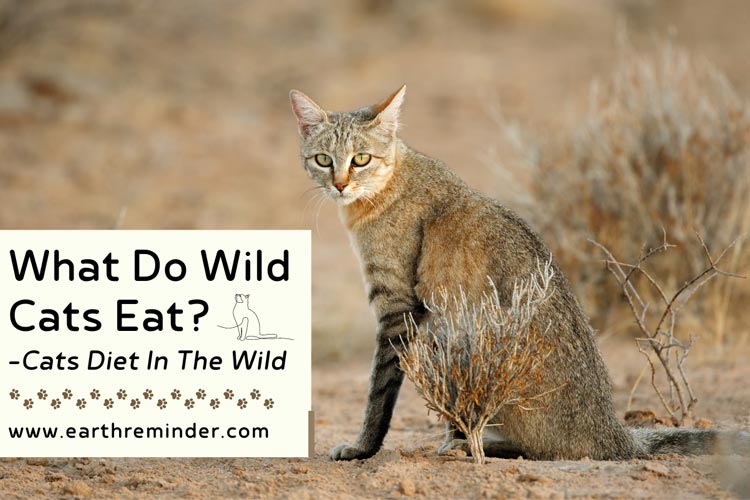 what-do-wild-cats-eat