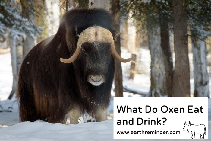what-do-oxen-eat